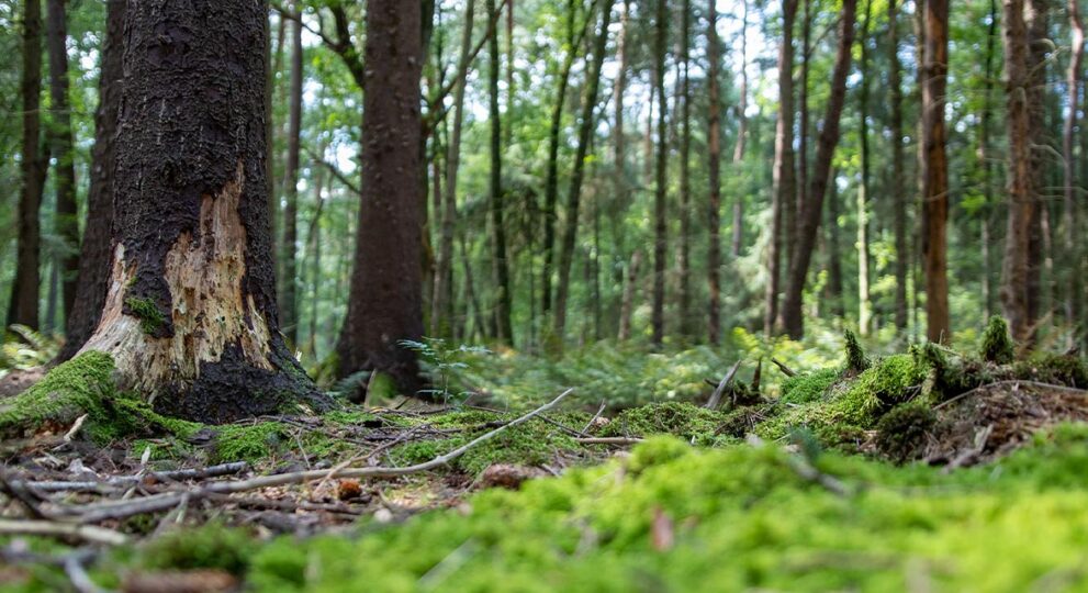 MEHR UNABHÄNGIGKEIT DURCH ERNEUERBARE ENERGIE AUS BIOMASSE