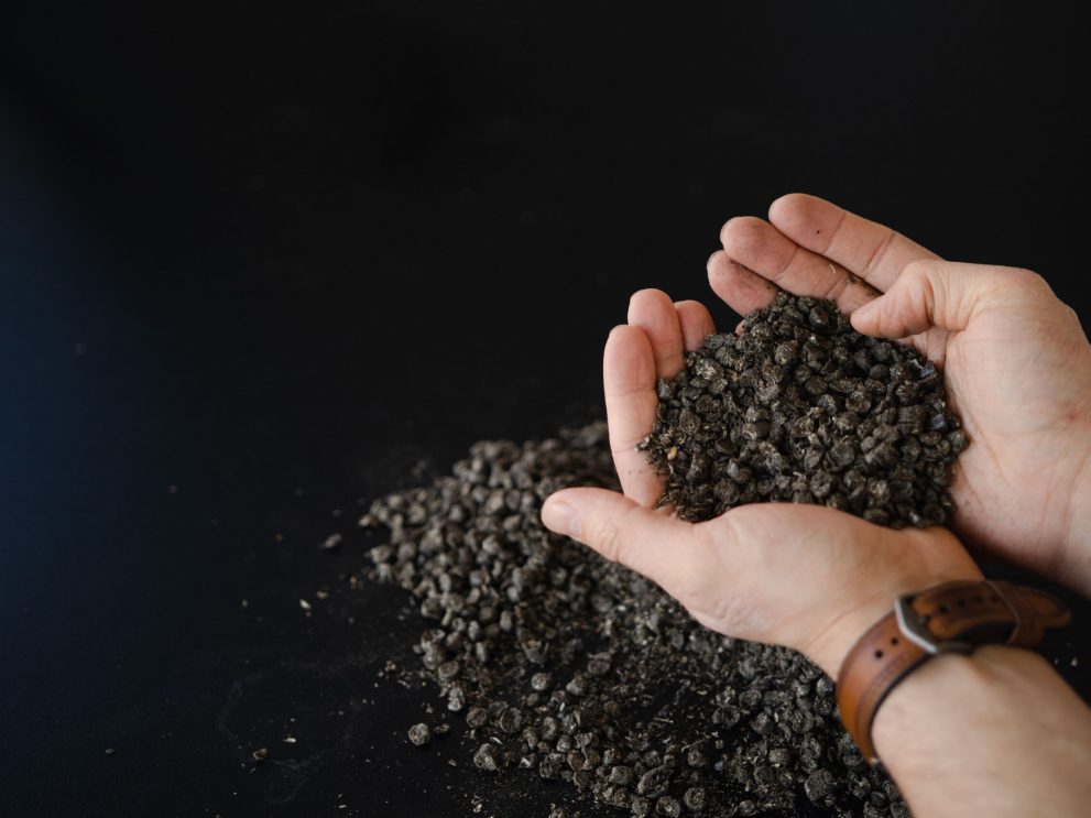 Sonnenblumenschalen_MG_0122