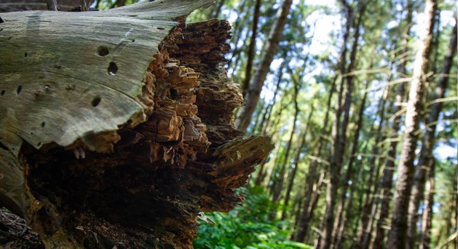 NEWS_Website_Waldbrand