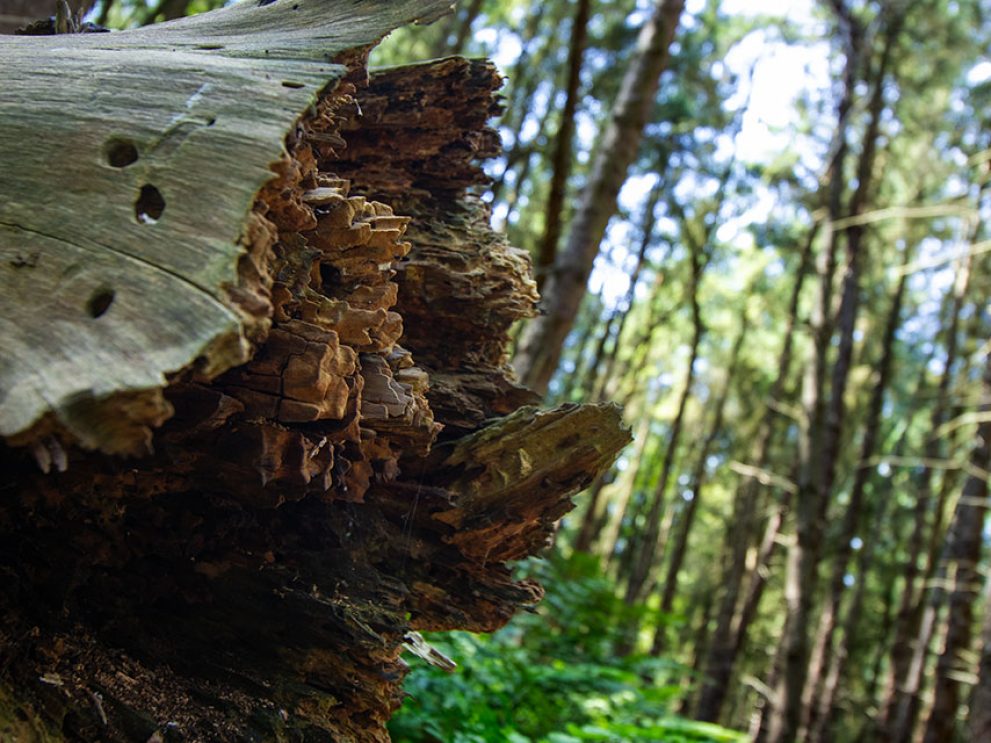 NEWS_Website_Waldbrand